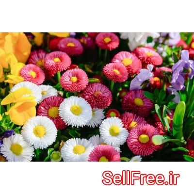 ارزان ترین قیمت بذر گل های زینتی - بذر انواع گل
